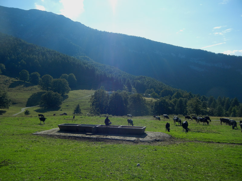 bruco di Noctuidae Plusiinae....dal Trentino